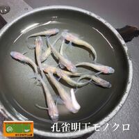 画像1342：メダカ　黒百式　ペア